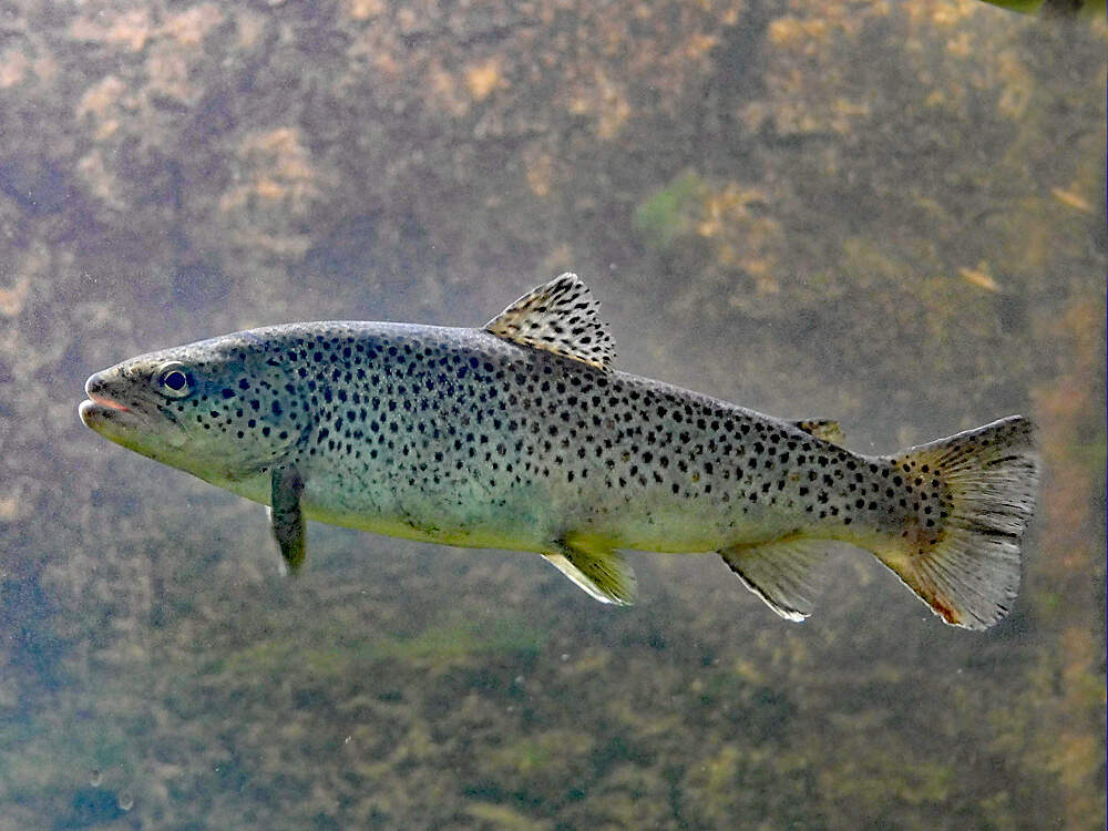 Forelle im Wasser, aus nächster Nähe fotografiert